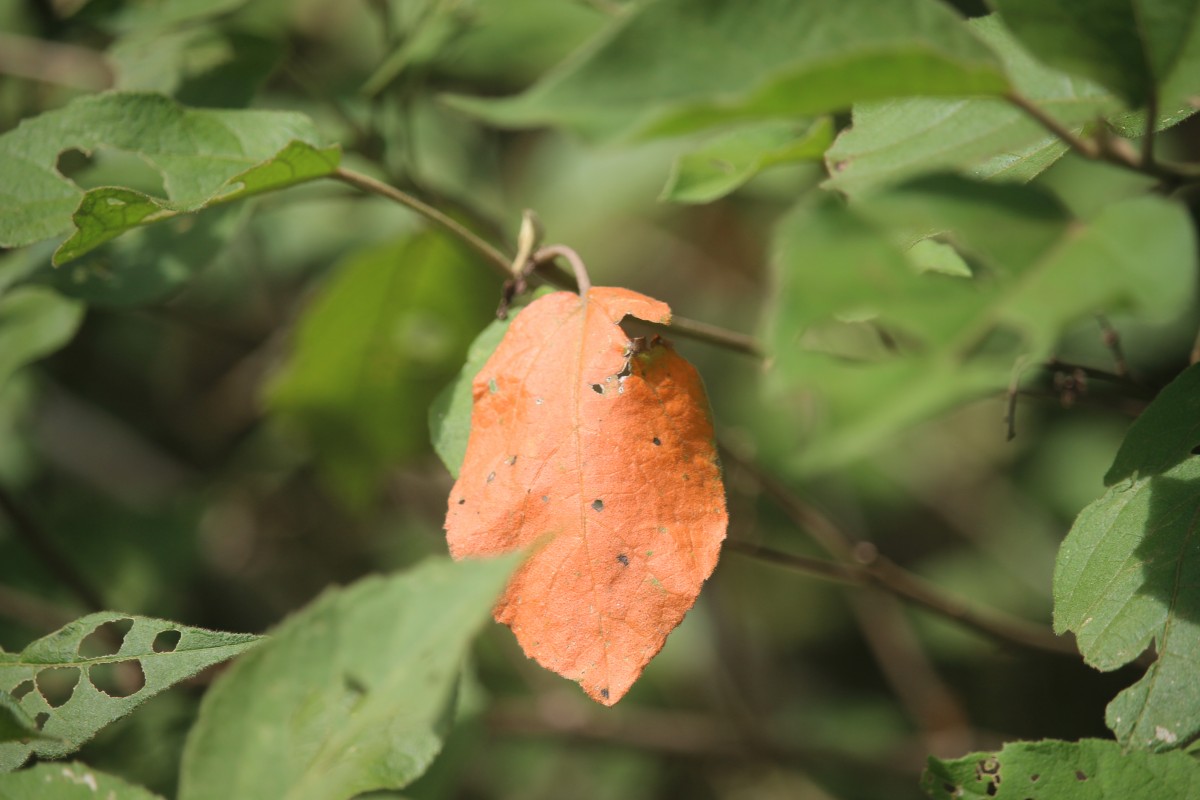 Croton aromaticus L.